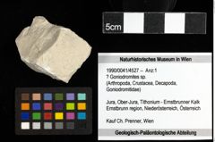 Foto (Objekt + Etiketten) von ? Goniodromites sp. 